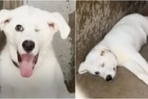 Cão com um olho só tem adoção emocionante após 432 dias de espera