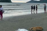 Cachorro fica ao lado do corpo do dono em praia de Balneário Camboriú