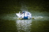 Gripe aviária: zoo no RS é fechado após morte de 38 cisnes e patos