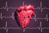 Estudo descobre proteínas que garantem o bom funcionamento do coração