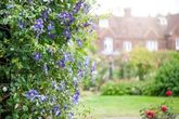 Clematis: como cuidar da planta chamada de “rainha das trepadeiras”