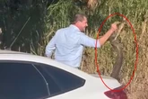Vídeo: prefeito captura jiboia com as mãos em rua de Goiânia