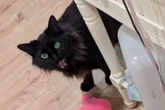 Tutora termina namoro, e gato a conforta com pelúcias todas as noites