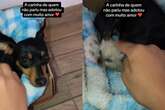 Cadela pinscher começa a produzir leite após “adotar” filhote de gato