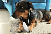 Gripe em cães: saiba os principais sinais e como funciona o contágio