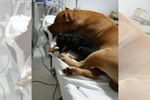 Pinscher não desgruda de pit-bull e se recusa a largar “irmão” ferido