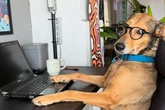 Dia do Vira-lata: 5 histórias de cães “funcionários” que geraram memes