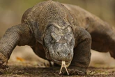 Mordida venenosa e reprodução sem macho: conheça o dragão-de-komodo