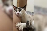 Cidade do interior registra 8° morte de gato após castração gratuita
