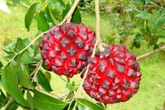 Pindaíba: fruta brasileira rica em antioxidantes protege o coração