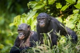 Rir para ser feliz: macacos ficam mais otimistas quando escutam risos