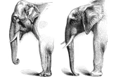 Por que animais asiáticos e africanos da mesma espécie são diferentes?