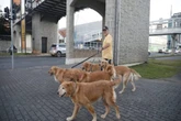 SC: conheça os goldens que encantam população durante passeios diários
