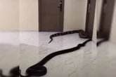 Homem solta cobras em prédio após briga por latidos de cachorro. Vídeo