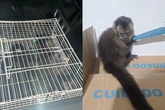 Homens capturam macacos-prego em SP e são multados em quase R$ 50 mil
