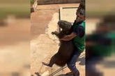 Vídeo: 15 capivaras invadem a Papuda e mobilizam policiais em resgate
