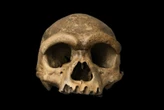 “Homem Dragão”: cientistas acham origem de caveira de 146 mil anos