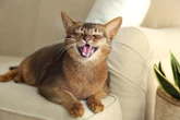 O que quer dizer cada miado do seu gato, segundo uma veterinária