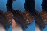 Larva e barata: técnico choca ao mostrar insetos em máquina de café