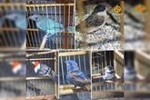 Policia Ambiental apreende 34 aves silvestres mantidas em cativeiro