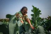 Assentamento no DF dá exemplo com produção agroecológica de orgânicos