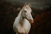 Fake ou natural: entenda se cavalos realmente podem nascer brancos