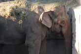 Ativista que acompanhava caso de elefante Tamy lamenta despedida