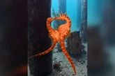 Vídeo: mergulhadora registra momento em que cavalos-marinhos acasalam