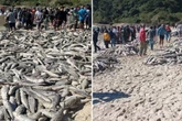Vídeo. Mais de 20 mil tainhas são capturadas em Santa Catarina
