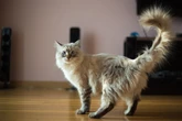 Saiba o que seu gato “quer dizer” quando ele está abanando o rabo