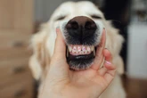 Você sabe quantos dentes seu cachorro tem? Descubra!