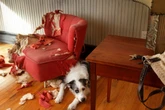 Estresse ou personalidade? Descubra se o seu cachorro está ansioso