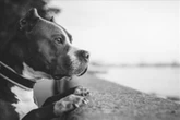 Estigmatização e violência: veterinários explicam ataques de pit-bulls