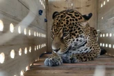 Depois de voo de 4h, onça-pintada Ruana chega a São Paulo