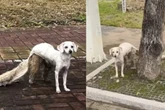 Cão “foragido” de pet shop é flagrado pelas ruas com tosa inacabada