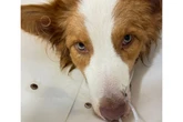 Cão fica temporariamente cego após contato com planta tóxica em SP