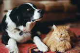 GDF quer criar “carteira de identidade pet” para cães e gatos. Entenda