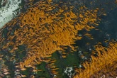 Filme do Disney+ expõe situação alarmante nos oceanos no mundo