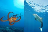 Polvo ou golfinho: é possível definir qual animal é mais inteligente?