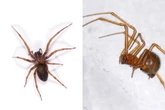 Aranha-marrom ou vermelha? Biólogo ensina a identificar cada espécie