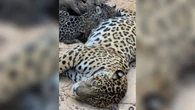 Vídeo fofo de filhotes de onça “brigando” por tetas da mãe viraliza