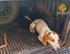 Cães usados para caça ilegal no DF são resgatados durante ação da PM