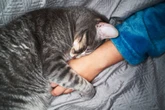 Como o gato escolhe sua pessoa preferida, segundo uma veterinária