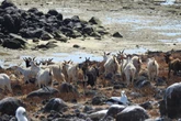Cientistas estudam cabras que viveram isoladas em ilha por 200 anos