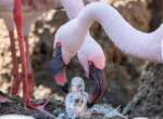 Pais adotivos: flamingos machos chocam e criam filhote nos EUA