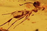 Âmbar encontrado no Equador revela insetos de supercontinente extinto
