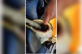 Pescadores salvam peixe “entalado” com iguana. Veja vídeo
