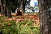 Censo IBGE: 58,7 milhões de pessoas vivem em vias sem arborização