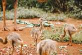 Fofura: sete filhotes de ema nascem no Zoo de Brasília. Veja fotos