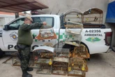 Aves “para fins de estimação”: criador tem 19 pássaros apreendidos